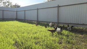 VID_20240903_155737.mp4