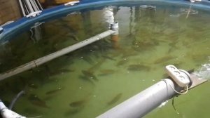 телапия в УЗВ телеграмм канал https://t.me/miniyzv 1000020269.mp4 Телапия в УЗВ