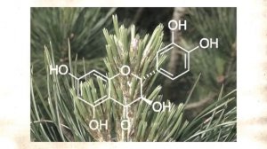 Лечение  от  многих заболеваний без таблеток! Хвойный квас!!!