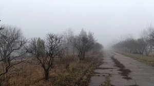 К чему приводит кронирование деревьев.