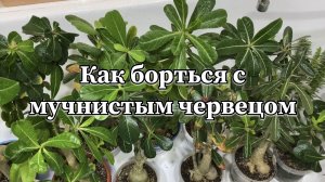 Купила привитые адениумы и прокляла тот день, когда решила это сделать! 12 января 2025 г.