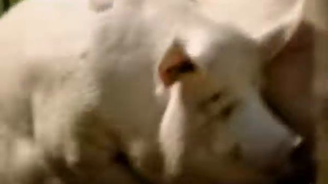 2yxa ru Lyapis Trubeckoy   Manifest Manifest  clip 47140