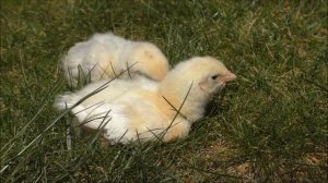 Звук цыпленка, голос цыпленка, крик цыпленка