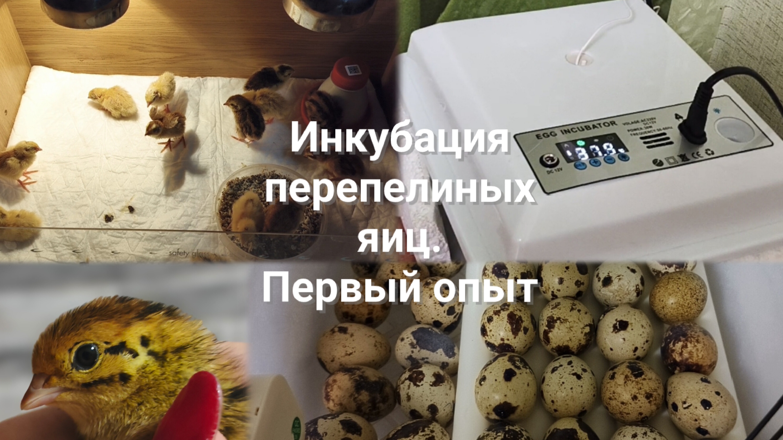 Инкубация перепелиных яиц