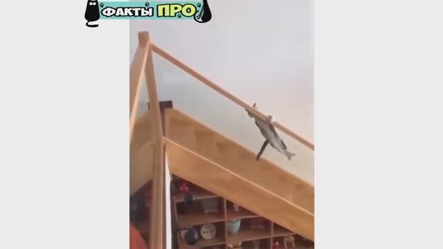 Забавные животные