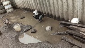 ПОЧЕМУ ЦЫПЛЯТА ПЬЮТ ТОЛЬКО ГРЯЗНУЮ ВОДУ?/ ЧИСТАЯ СТОИТ, ПЬЮТ ТОЛЬКО ГРЯЗНУЮ.