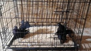 Приобрел Ростовских черных статных голубей