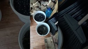 большой заказ малька карася