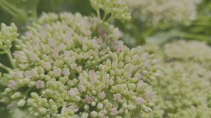 Пчёлы на цветах очитка