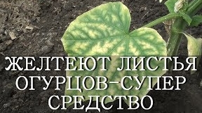 Желтеют листья на огурцах.Чем помочь