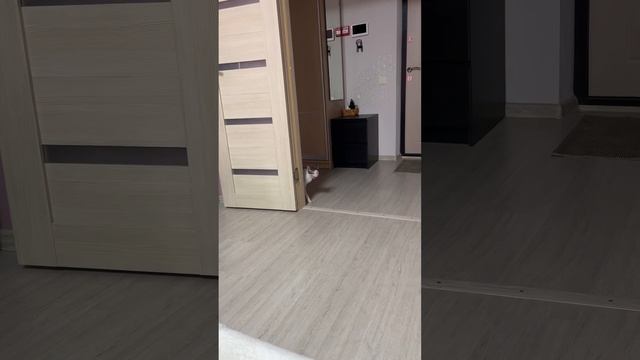 От любви моей не скрыться, я найду тебя, ты знай! #корнишрекс #приколысживотными #кошки