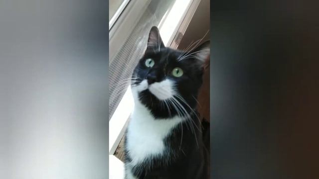 РАФИК НА РАФе. ОБЫЧНЫЙ ДЕНЬ КВАРТИРНОГО КОТА.