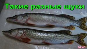 Такие разные щуки