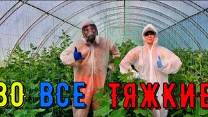 Где мы продаём свои овощи_ Первые сборы огурца. Последствия урагана.