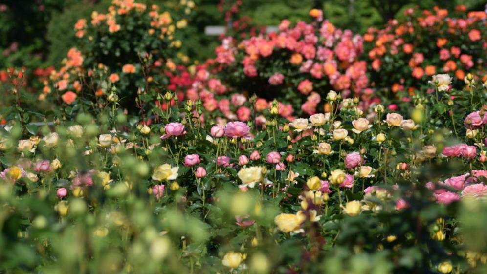 САДЫ ЯПОНИИ Keisei Rose Garden 2024 великолепный розовый сад в столичном районе Токио
