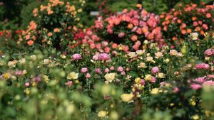 САДЫ ЯПОНИИ Keisei Rose Garden 2024 великолепный розовый сад в столичном районе Токио