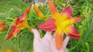 Время цветения ЛИЛЕЙНИКОВ. Три фаворита этого года. Более 40 сортов в саду. #лилейник #hemerocallis