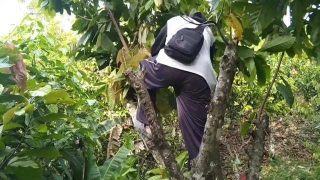 cara memangkas tanaman kakao agar berbuah banyak rilll 100 persen~