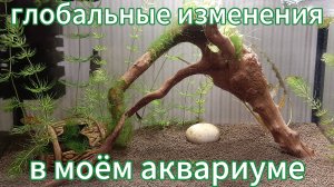 Глобальные изменения в моём аквариуме