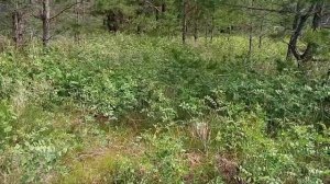 Коп корня Солодки