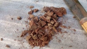 Целительные свойства корня Девясила