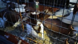 12.01.2025г Ярмарка ст Бронницы ч. 5