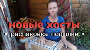 Приехали новые хосты в мой сад. Распаковка посылки.