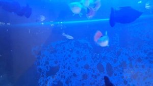 Моллинезия Велифера чёрного цвета