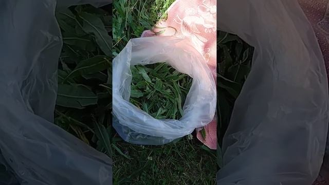 ИВАН-ЧАЙ Заготовка Ферментация.