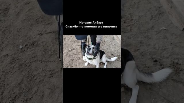 #спасение #историиизжизни #алабай #сао #якутия #собаки #приютдляживотных #доброедело #доброесердце