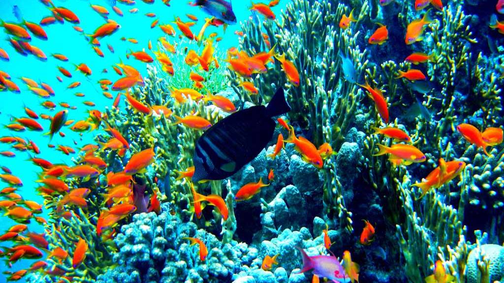 В пучинах Красного моря (Red Sea, Egypt)