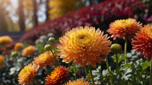 Юбилейный 70й Бал Хризантем в Никитском саду 2023