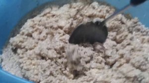 Прикормка, пьяная на рыбу.!! *