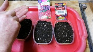 Посеял на стратификацию вербену трёх сортов