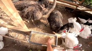 БУДУ ЗАБИВАТЬ ИХ ! ПОРА ВЫХОДИТЬ ! ЗАПОЛНЯЮ ПРУД ! ХУТОР В ЛЕСУ №464