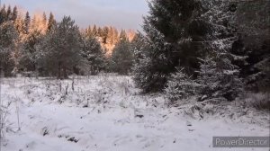 выход рыси из под гона