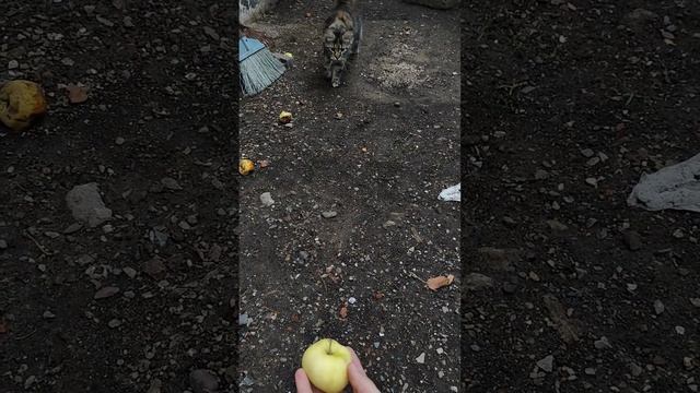 Кошки не едят овощи #кошки #собаки #щенки #котята #кутята #cat #dog #москва #сочи #ставрополь #сочи