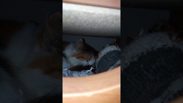 Кто же скребется ночью в шкафу? смотреть онлайн