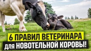 Шесть правил ветеринара для новотельной коровы