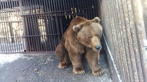 Медведи: обездвиживание и дальнейшая перевозка