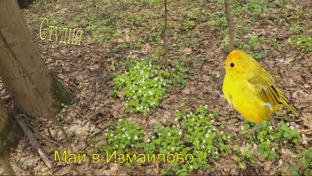 МайИзмайлово