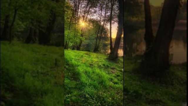 Звуки Утра, Пение Птиц. Звук Природы Ранним Утром