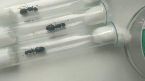 Обзор вида Camponotus Saxatilis