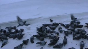 Норильск. Обзор. Магазин "Подсолнух". Цены.