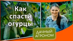 СДЕЛАЙ ЭТО И ОГУРЦЫ завалят урожаем