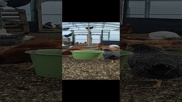 Курятник в теплице
