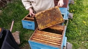 Майский осмотр зимовалого июльского отводка пчёл и установка второго корпуса