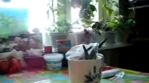 утренний чай