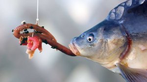 Рыбалка на карпа 2025 наживка опарыш и червяк