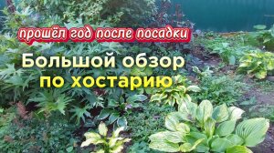 Хостарию год. Как разрастаются новые хосты.